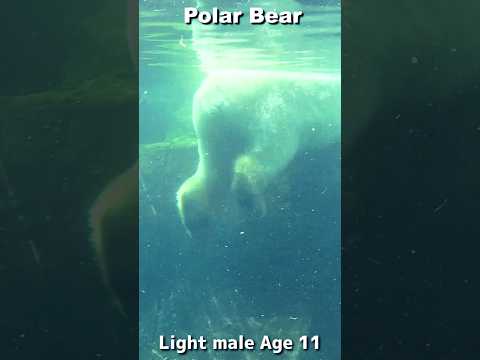ぷか〜んホッキョクグマ「ライト」くん #polarbear #shorts