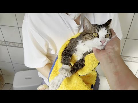 猫の動画サムネイル - 「早く出せ」と文句が止まらない猫