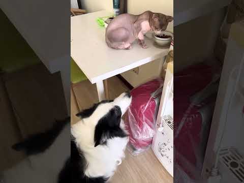 蛋:骂人不揭短你不知道吗? #边牧 #家有狗精 #养狗的乐趣 #萌宠出道计划