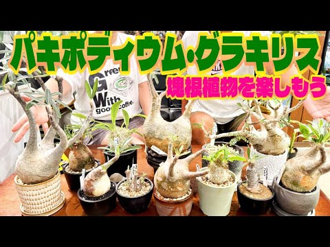 【塊根植物】初心者でも育てられます！ぷっくりした塊根部が可愛い！（パキポディウムグラキリスを沢山ご紹介します。水やりや光や注意点まで！これから育ててみたい方必見）