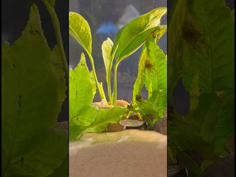 A quick tank restoration! Full video in channel! # 