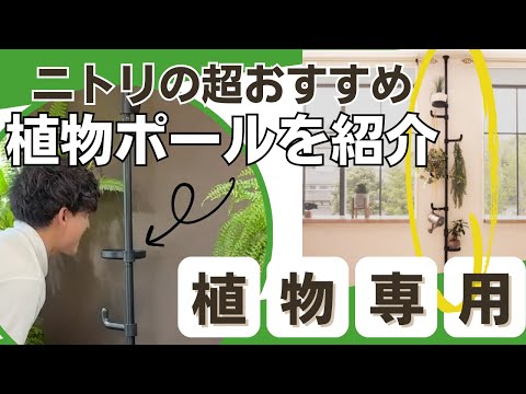 【ニトリ】観葉植物の飾り方革命！つっぱりポールでおしゃれ＆省スペース収納🌿