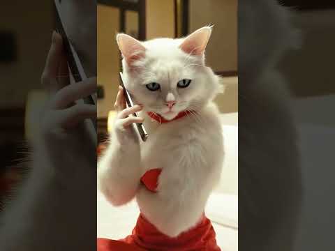 #AICat #AIAnimation #CatCartoon #EmotionalCat #Cat5Cartoon #lunathecat #CatShorts #viral