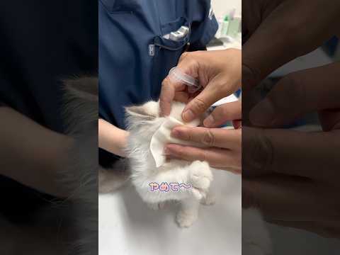 眼検査を必死に抵抗するラグドール