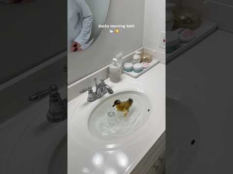 Ducky morning bath 🛁 🐤🫧 #bath #morning #duck #duckling #asmrsounds #shorts