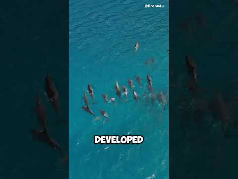 Can dolphins understand humans? #shorts #animals #animalkingdom #sea #ocean #dolphin