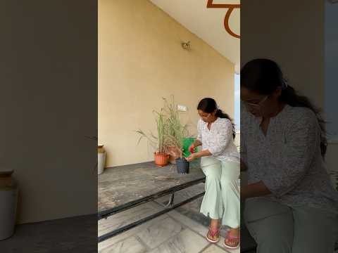 Reason to Grow *Lemongrass Plant* in my garden🪴👍 #shorts #short #gardening #ytshorts