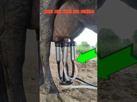 dudh nikalne ki machine |#shorts #milk #premadeewanaofficial