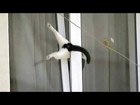 Only ANIMALS can make you LAUGH YOUR HEAD OFF - Funny ANIMAL compilation - UCKy3MG7_If9KlVuvw3rPMfw