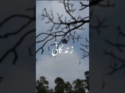 𝙕𝙞𝙣𝙙𝙚𝙜𝙖𝙣𝙞 𝙗𝙖𝙣𝙖𝙮𝙖 𝙝𝙖𝙞 𝙩𝙪𝙟𝙝𝙚 🫠💕🫵🏻 • Aesthetic vedio • Lyrics status • #shorts #zindagise #shafaqatali