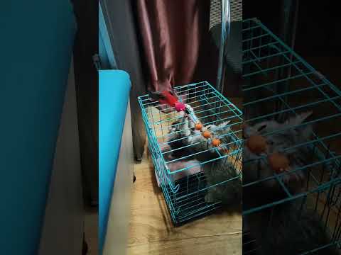 They are soo Excited……🥰🥰🥰 #cat #pets #kitten