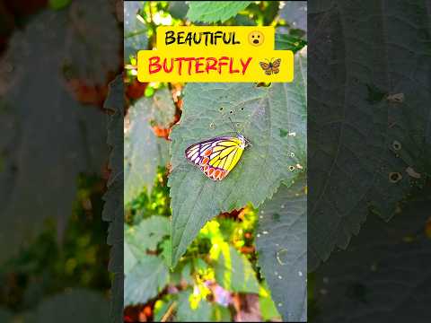 Sundar titli 🦋 #short #shorts #butterfly #viral #youtubeshorts #trending #shortsviral #subscribe #yt