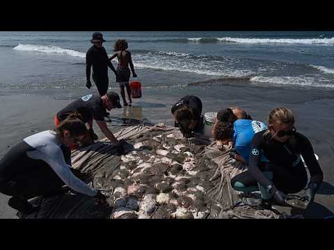 Soaring stingray numbers off California beaches drive record injuries
