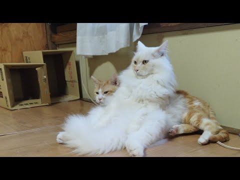 猫の動画サムネイル - もふおがライブ配信中！