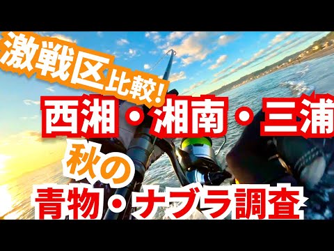 【激戦区3箇所】比較検証!西湘/湘南/三浦でのサーフショアジギングしたらまさかの魚が...!!|国府津海岸・三浦海岸・辻堂海浜公園前|#シイラ #ヒラメ #マゴチ #ナブラ #SLSJ #青物 #ブリ