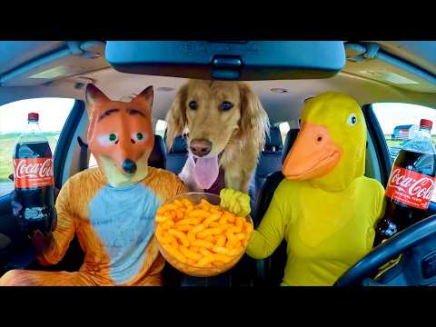 Rubber Ducky Surprises Fox & Puppy in Car Ride Chase