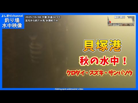 【秋の水中!】クロダイが多い!大阪の釣り場「貝塚港」2025年10月  水中映像  No.435