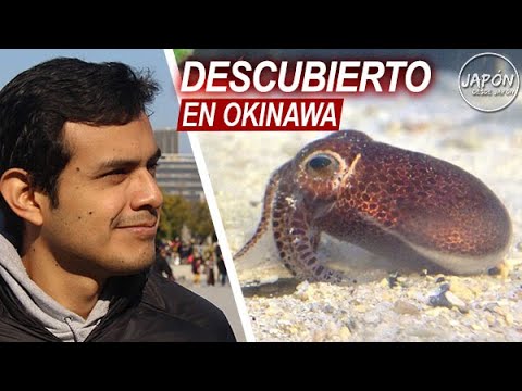 NUEVA especie de CALAMAR en OKINAWA | Descubierta por peruano