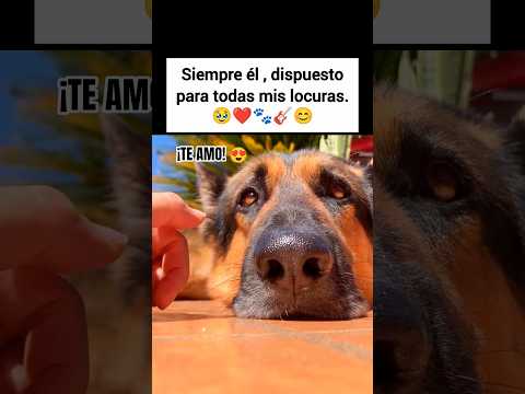 🥹❤️La paciencia que nos tienen, es amor.🐾🥰#amor #love #pets #doglover #perros #god #dios #dog #pet