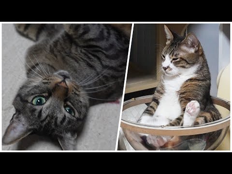 それぞれ好きな場所で好きなスタイルで自由にくつろぐ猫たち☆へそ天絶好調ガーちゃん&姿勢よすぎなゴマちゃん 【リキちゃんねる 猫動画】 キジトラ 猫のいる暮らし