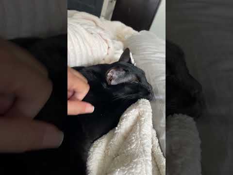 Just Bean being loved the way he deserves 🖤 #NationalBlackCatDay #BeanTheBlackCat #CatMomLife