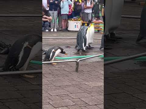 尼克斯海洋公園的企鵝們