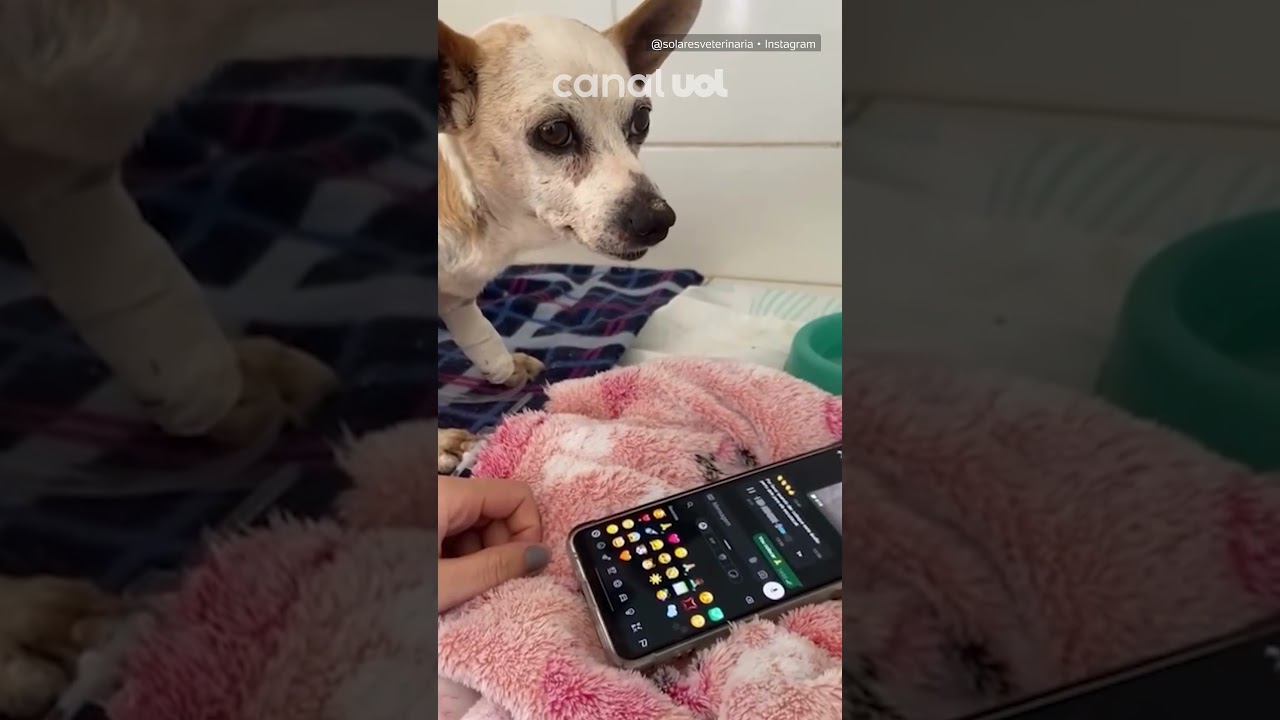 Cachorro internado reage ao ouvir voz do dono e vídeo viraliza; assista
