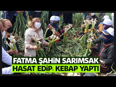 Araban sarımsağında ilk hasadı Belediye Başkanı Fatma Şahin’den