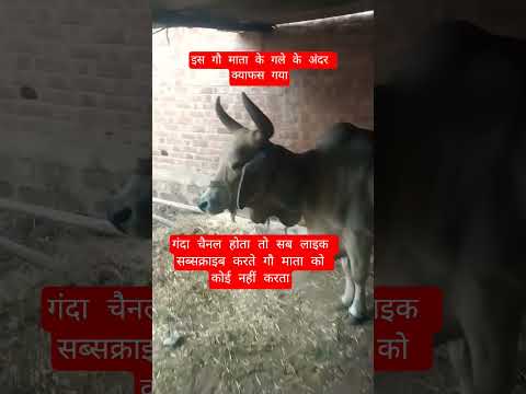 इस गौ माता के गले के अंदर क्याफस गया #13million #cow #motivation #100millon #gaumata #animals