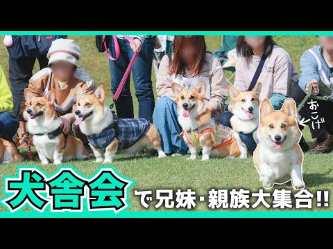 【犬舎会】そっくりさんばっかり？今年も親族に会いに犬舎会へ行きました！【陽だまりドッグラン】