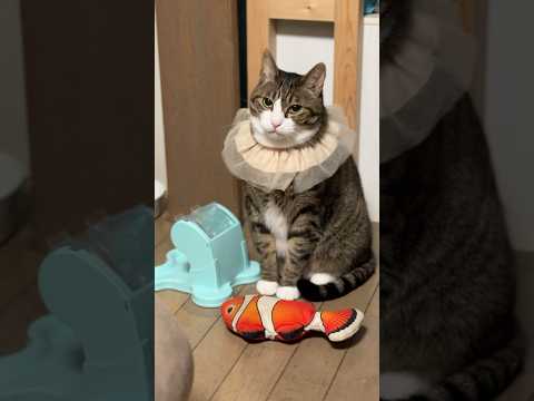 猫の動画サムネイル - 【練習】表情から相手の気持ちを読むのが苦手な人…#cats #shorts #球太