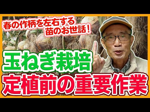 家庭菜園や農園の玉ねぎ栽培で定植前の重要作業!作柄を左右する苗のお世話と玉ねぎの育て方!【農家直伝】