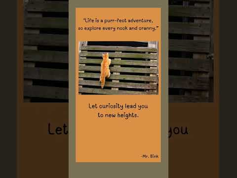 Life is a Purrfect Adventure - Mr. Bink! 🐾