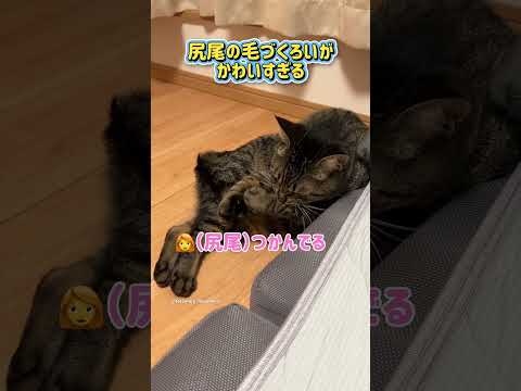 尻尾の毛づくろいが可愛すぎる  #保護猫 #ととまる #cat