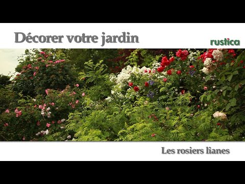 Utilisations des rosiers lianes au jardin