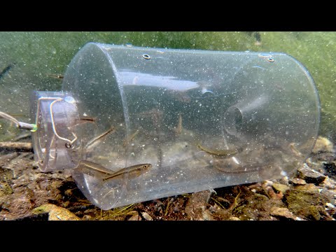 仕掛けた瞬間から大量の魚が捕れる罠