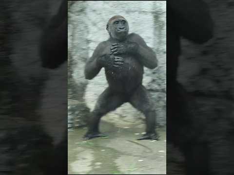hilarious #gorilla 😆🤣 #gorillatag #金剛猩猩 #台北市立動物園 #shorts サムネイル