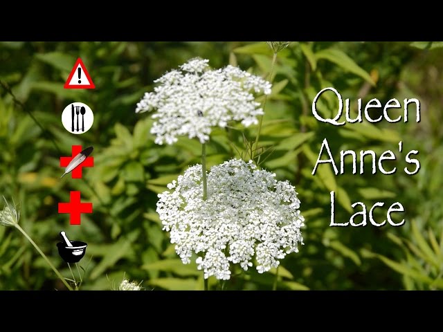 Is Queen Anne’s Lace Edible?