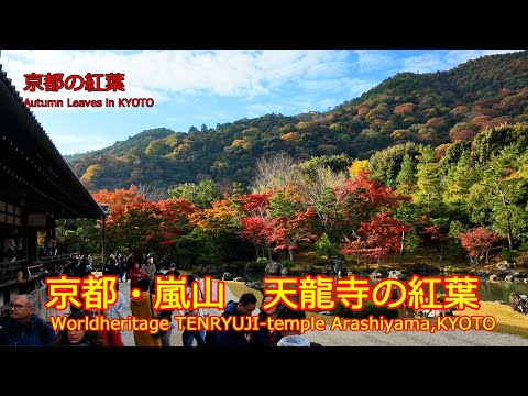 【京都の紅葉】京都・嵐山　天龍寺の紅葉（2024年11月23日　京都市右京区）　Autumn leaves at Tenryu-ji Temple in Arashiyama, Kyoto