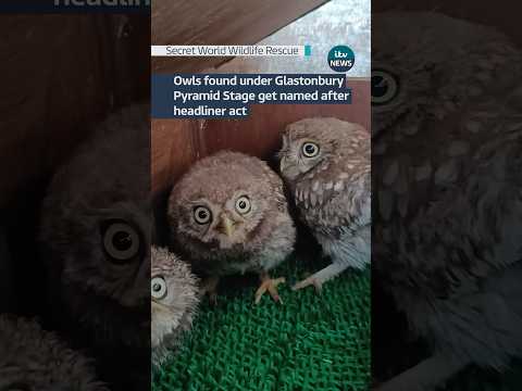 Owls found under Glasto stage get named after headliner #itvnews #mews #glastonbury