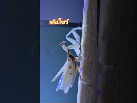 ตั๊กแตนตำข้าวเท้าไฟ 💥 #exotic #mantis #animals #pets #bug #ตั๊กแตนตำข้าวกล้วยไม้ #สัตว์เลี้ยง