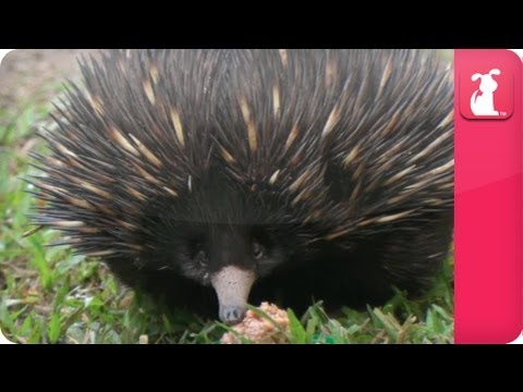 Bindi & Robert Irwin feature - Echidnas (Three foot and Co) - Growing Up Wild. - UCPIvT-zcQl2H0vabdXJGcpg