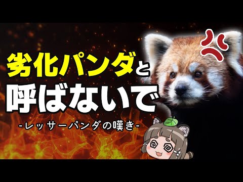 【不遇】レッサーパンダのこと、劣化パンダって呼ばないで下さい…