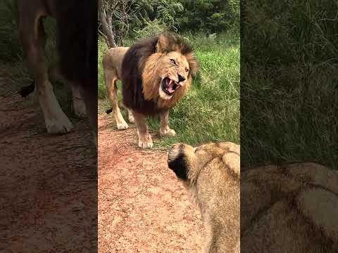 Bobcat the LION is Feeling Better! #cat #wildlife #nature