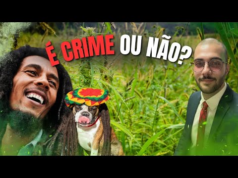 A MACONHA foi REALMENTE LIBERADA? (CUIDADO) ADVOGADO CRIMINALISTA explica TUDO sobre o tema