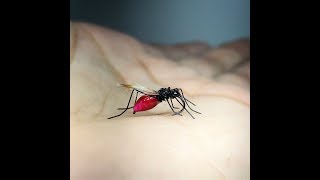 Mosquito - Fly Tying  ||  Atado Realista de Mosquito.
