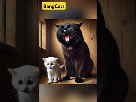 The White Kitten and the Shadow of the Black Cat