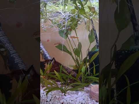 New ember tetras in shrimp tank 