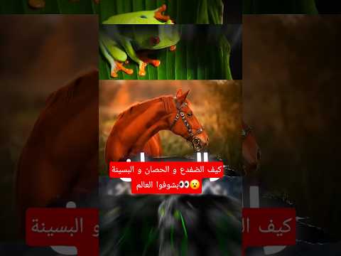 كيف الضفدع و الحصان و البسينة بشوفوا العالم👀😮