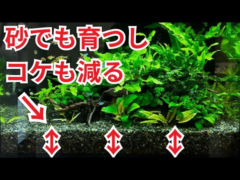 これをするだけで、砂や砂利でも水草が育つしコケも軽減されます